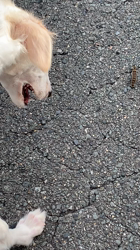 古和田純子ブリーダーからお迎えしたボルゾイ：ニコルちゃん