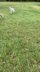 古和田純子ブリーダーからお迎えしたボルゾイ：ニコルちゃん