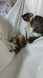 長沢初江ブリーダーからお迎えしたノルウェージャンフォレストキャット：ソフィーちゃん