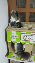 長沢初江ブリーダーからお迎えしたノルウェージャンフォレストキャット：アトムくん