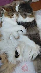 長沢初江ブリーダーからお迎えしたノルウェージャンフォレストキャット：アトムくん