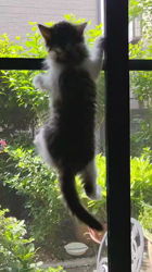 長沢初江ブリーダーからお迎えしたノルウェージャンフォレストキャット：ソフィーちゃん