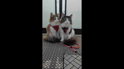 長沢初江ブリーダーからお迎えしたノルウェージャンフォレストキャット：ソフィーちゃん