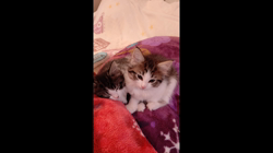 長沢初江ブリーダーからお迎えしたノルウェージャンフォレストキャット：アトムくん