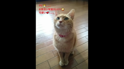 長沢初江ブリーダーからお迎えしたノルウェージャンフォレストキャット：アトムくん