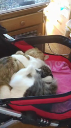 長沢初江ブリーダーからお迎えしたノルウェージャンフォレストキャット：ソフィーちゃん