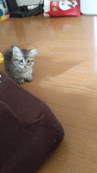 岩瀬典子ブリーダーからお迎えしたミヌエット：ノアくん