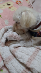 辻侑佑ブリーダーからお迎えしたマルチーズ：のこちゃん