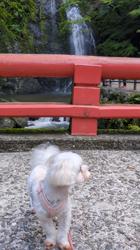 辻侑佑ブリーダーからお迎えしたマルチーズ：のこちゃん