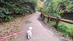 辻侑佑ブリーダーからお迎えしたマルチーズ：のこちゃん