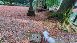 辻侑佑ブリーダーからお迎えしたマルチーズ：のこちゃん