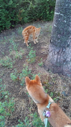 撫養香織ブリーダーからお迎えした柴犬：ルナ「春姫」ちゃん