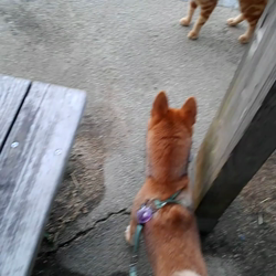 撫養香織ブリーダーからお迎えした柴犬：ルナ「春姫」ちゃん