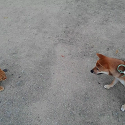 撫養香織ブリーダーからお迎えした柴犬：ルナ「春姫」ちゃん