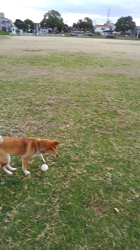 撫養香織ブリーダーからお迎えした柴犬：ルナ「春姫」ちゃん