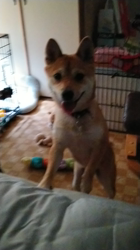 撫養香織ブリーダーからお迎えした柴犬：ルナ「春姫」ちゃん