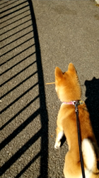 撫養香織ブリーダーからお迎えした柴犬：ルナ「春姫」ちゃん