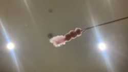 王思ブリーダーからお迎えしたミヌエット：アンヘルちゃん