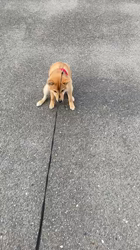 富田美和ブリーダーからお迎えした柴犬：ここちゃん