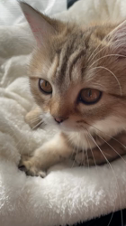 冨岡利枝ブリーダーからお迎えしたミヌエット：姫ちゃん