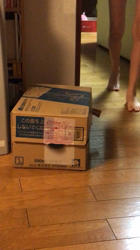 臼井俊行ブリーダーからお迎えしたマンチカンの父とエキゾチックショートの母のミックス：あずきちゃん