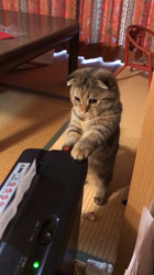 臼井俊行ブリーダーからお迎えしたマンチカンの父とエキゾチックショートの母のミックス：あずきちゃん