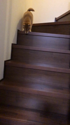 橋本健ブリーダーからお迎えした柴犬：Ohanaちゃん