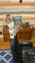 熊田貞子ブリーダーからお迎えしたマンチカン：こまめちゃん