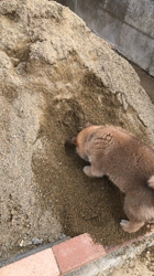 伊井勇人ブリーダーからお迎えした柴犬：ふくくん