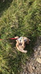 伊井勇人ブリーダーからお迎えした柴犬：ふくくん