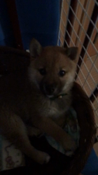 伊井勇人ブリーダーからお迎えした柴犬：ふくくん