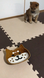 伊井勇人ブリーダーからお迎えした柴犬：ふくくん