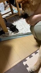 伊井勇人ブリーダーからお迎えした柴犬：ふくくん