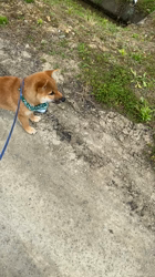 伊井勇人ブリーダーからお迎えした柴犬：ふくくん