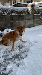 伊井勇人ブリーダーからお迎えした柴犬：ふくくん