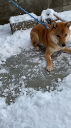 伊井勇人ブリーダーからお迎えした柴犬：ふくくん