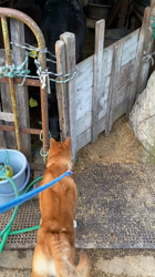 伊井勇人ブリーダーからお迎えした柴犬：ふくくん