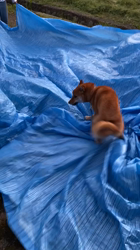 伊井勇人ブリーダーからお迎えした柴犬：ふくくん