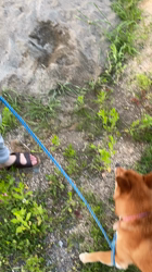 伊井勇人ブリーダーからお迎えした柴犬：ふくくん