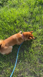 伊井勇人ブリーダーからお迎えした柴犬：ふくくん