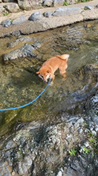 伊井勇人ブリーダーからお迎えした柴犬：ふくくん