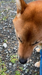 伊井勇人ブリーダーからお迎えした柴犬：ふくくん