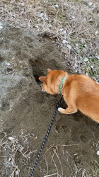 伊井勇人ブリーダーからお迎えした柴犬：ふくくん