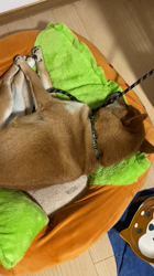 伊井勇人ブリーダーからお迎えした柴犬：ふくくん