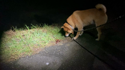 伊井勇人ブリーダーからお迎えした柴犬：ふくくん
