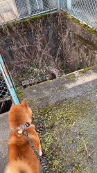 伊井勇人ブリーダーからお迎えした柴犬：ふくくん