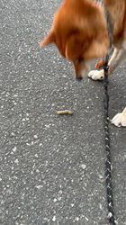 伊井勇人ブリーダーからお迎えした柴犬：ふくくん