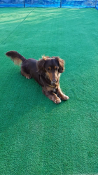 保科充利ブリーダーからお迎えしたミニチュアダックスフンド(ロング)：まろん🌈くん