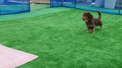 保科充利ブリーダーからお迎えしたミニチュアダックスフンド(ロング)：まろん🌈くん