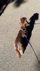 保科充利ブリーダーからお迎えしたミニチュアダックスフンド(ロング)：まろん🌈くん